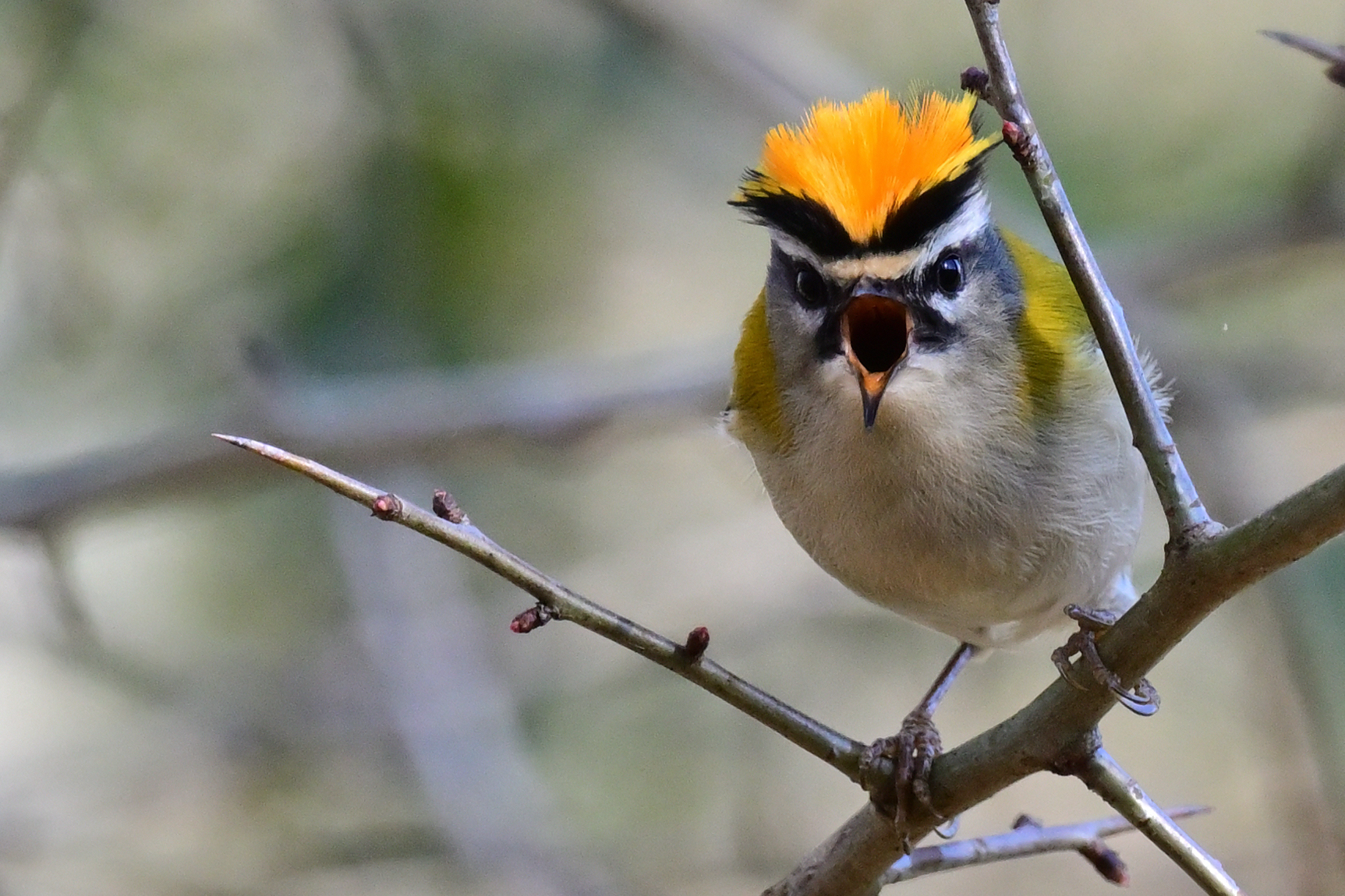Roitelet à triple bandeau